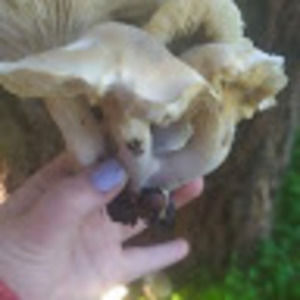 Meet your Posher, Ezra